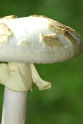 الفطر السام