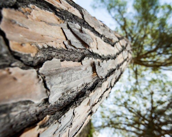 تنقية المياه